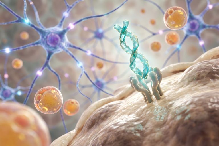 Metabolic & Incretin Signaling Research